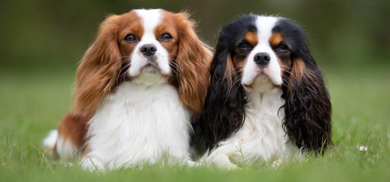 Most Beautiful Dog Breeds